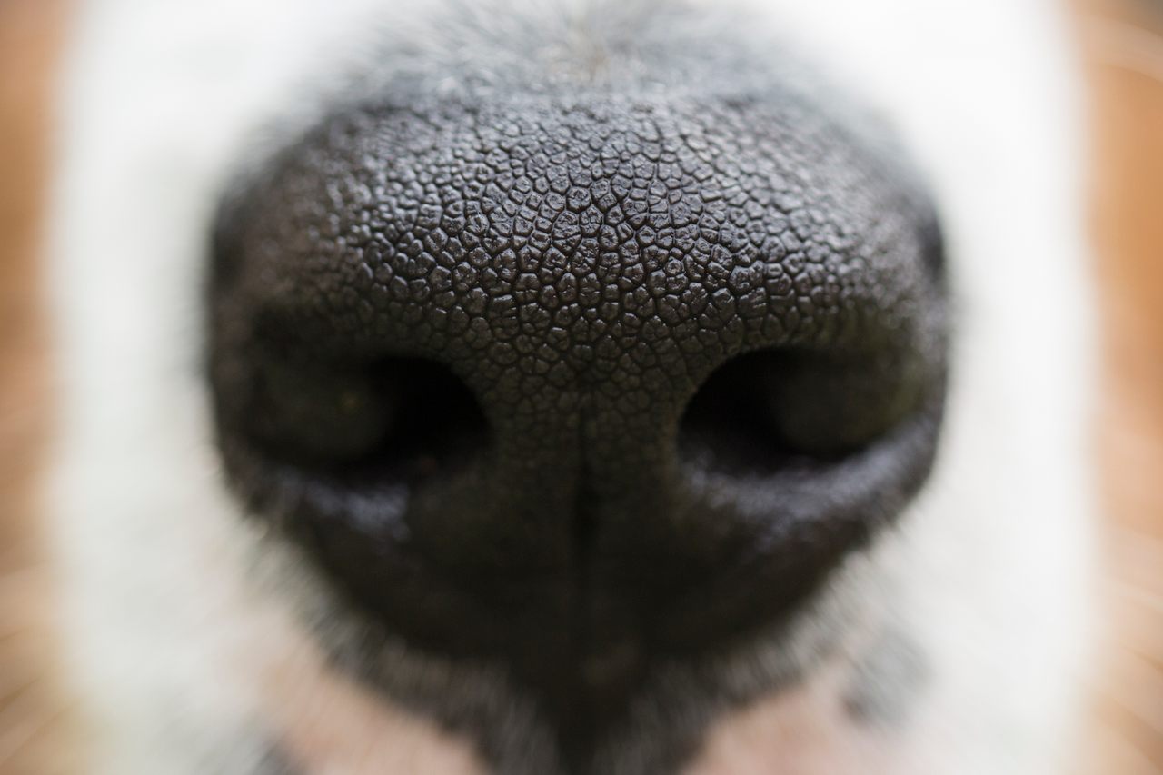 The nose knows when invasive species are present, thanks to dogs' innate superpowers of scent and extensive training.