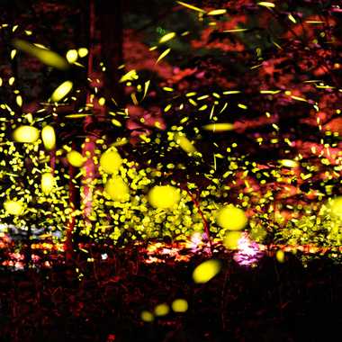 Prepare for one of nature’s most dazzling displays.