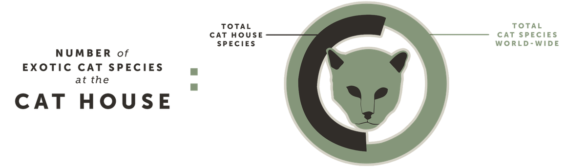 Number of Exotic Cat Species at the Cat House