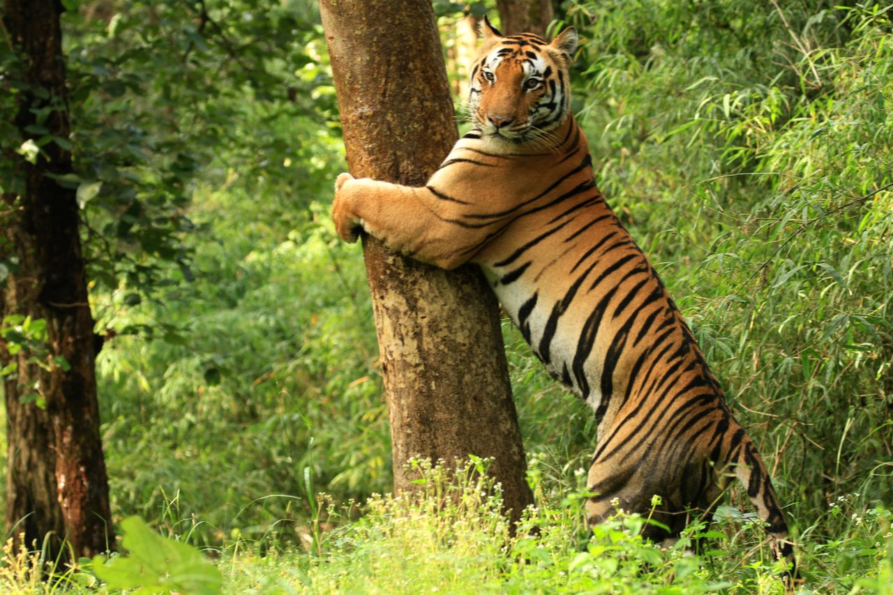An Ancient 'Tiger God' Helps Communities and Big Cats Coexist in India -  Atlas Obscura