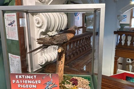 Passanger Pigeon