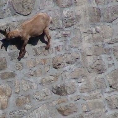 Goats of Cingino Dam
