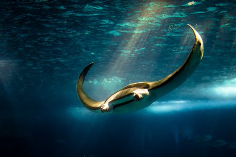 World's Largest Manta-Ray Trafficker Bust in Indonesia