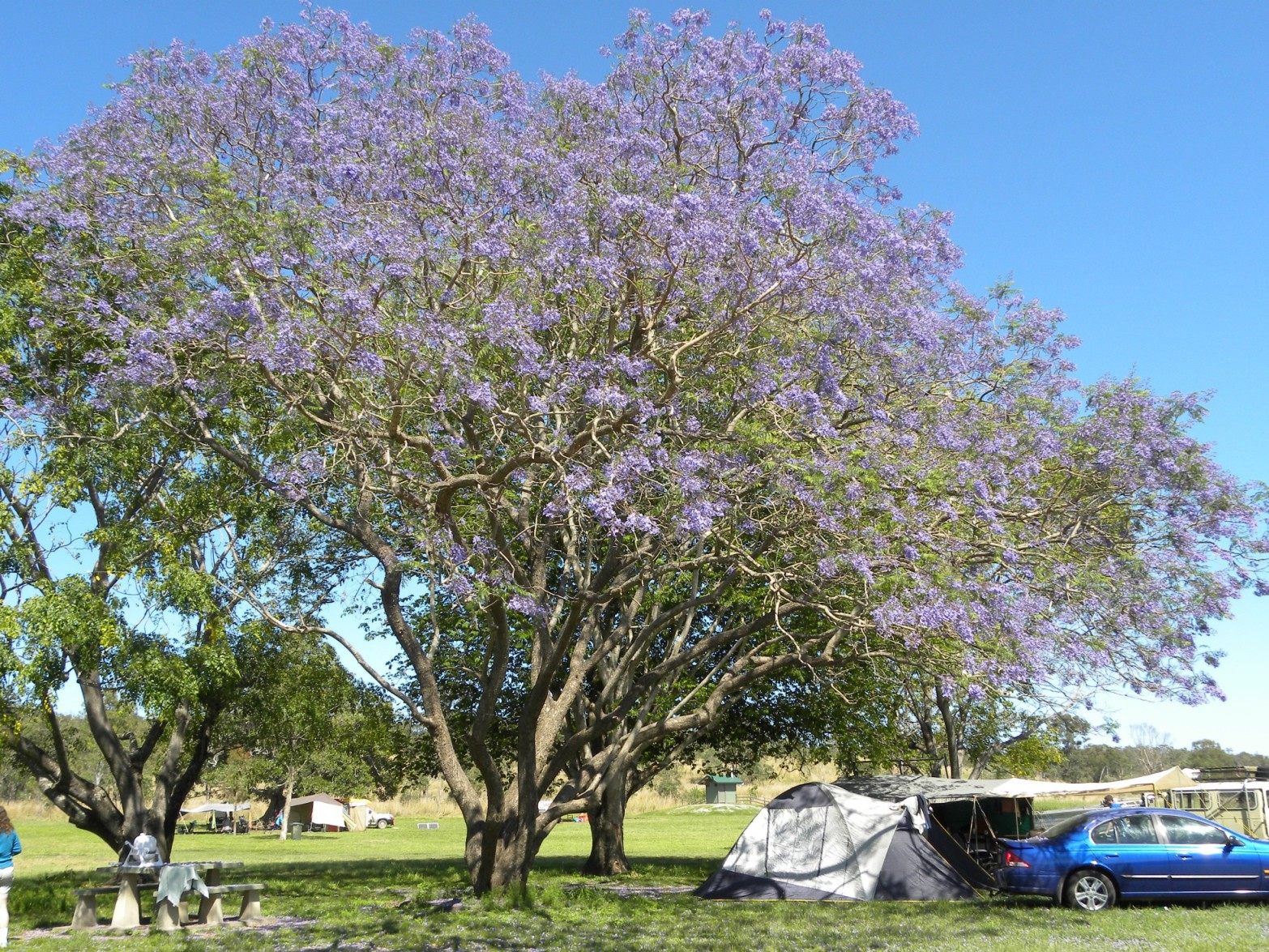 A Jacaranda tree, also in Australia.