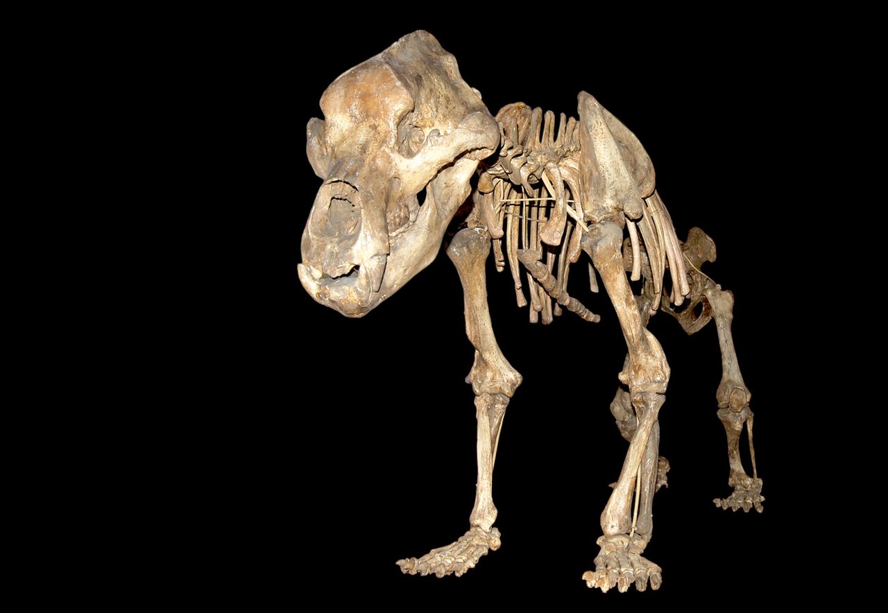 Oh, nose! Cave bears' diet-limiting sinuses may have been what spelled doom for the Ice Age beasts.