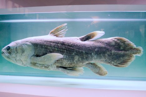 Glimpse Millions of Years Into Evolution's Past With Sequenced Coelacanth Genome