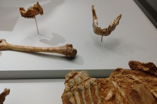 Neanderthal hands, jawbones, and bones.