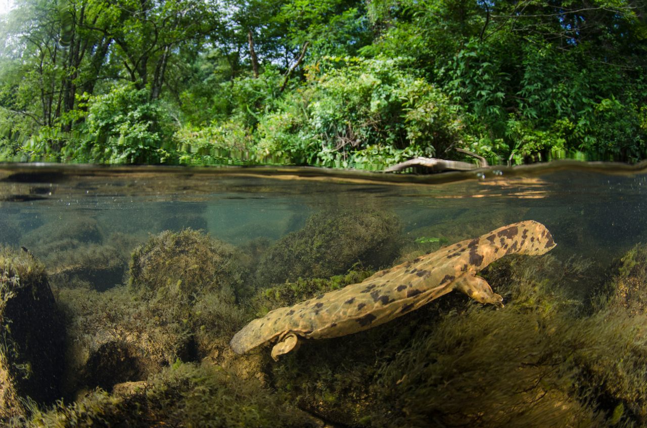 An Eastern hellbender photographed in the Hiwassee River in Tennessee.