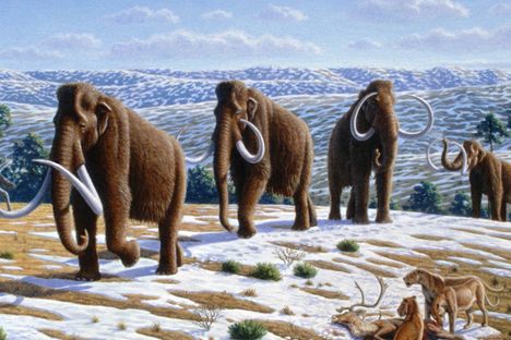 An artist's impression of a herd of mammoths. Is one considering leaving the herd? 