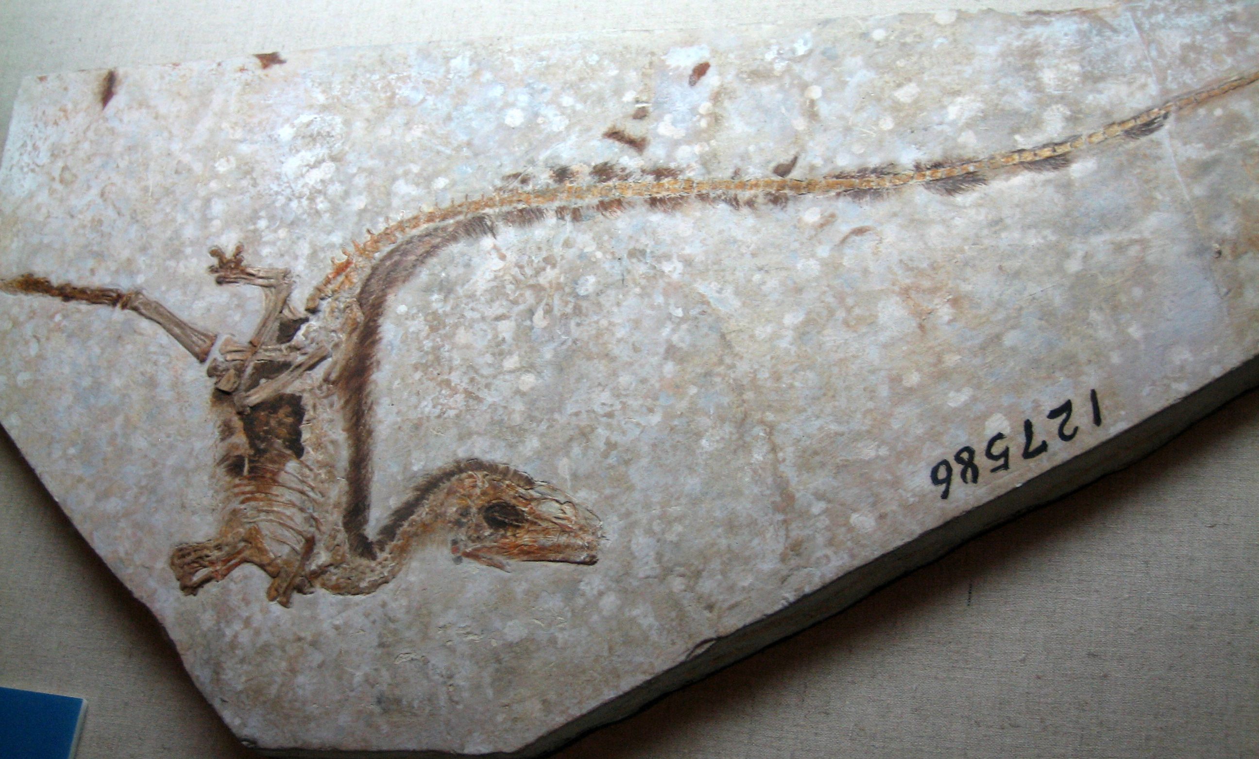 Why All the Cool New Dinosaurs Are From Asia And South America - Atlas Obscura