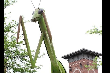 The Kokomantis: A Famous Giant Preying Mantis Scrap Metal Sculpture