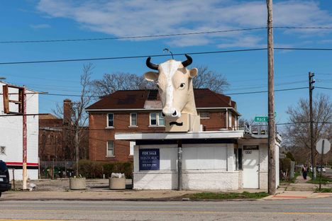 Giant Cow Head