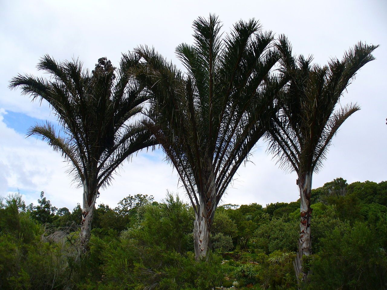 Why Leaf Sizes Vary with Latitude