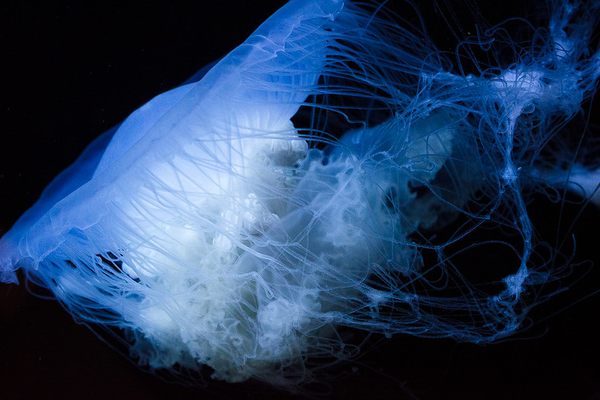 The world’s largest jellyfish collection is tucked away in a relatively small Japanese city.