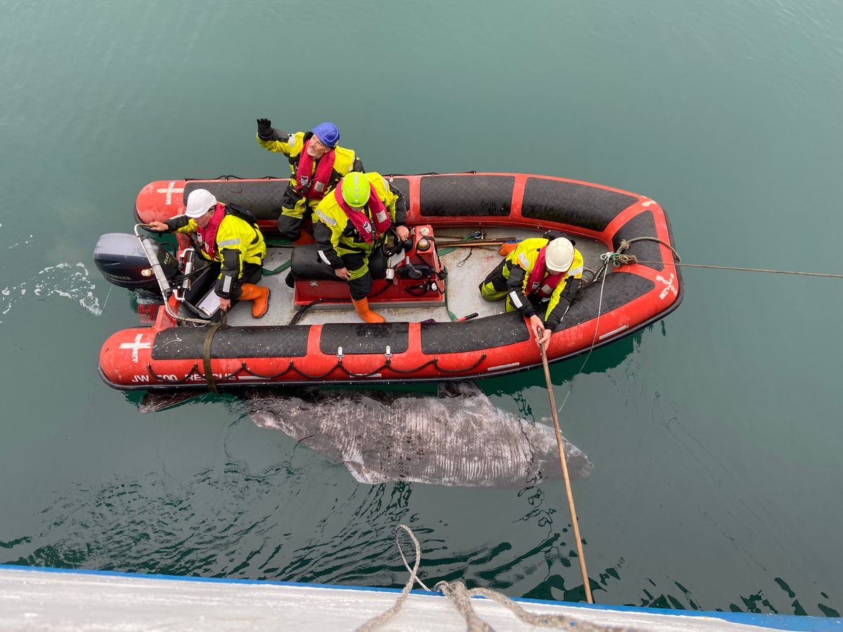 Scientists from the Danish research vessel <em>Dana</em> corral a 12-foot-long female shark for tagging near Qaqortoq, Greenland, in August 2021.