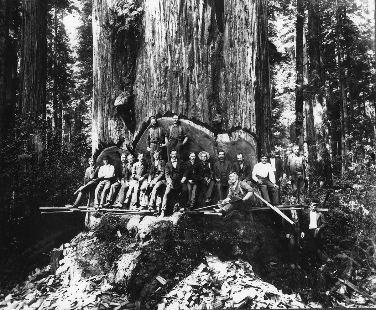 Vintage Photos of Lumberjacks and the Giant Trees They Felled