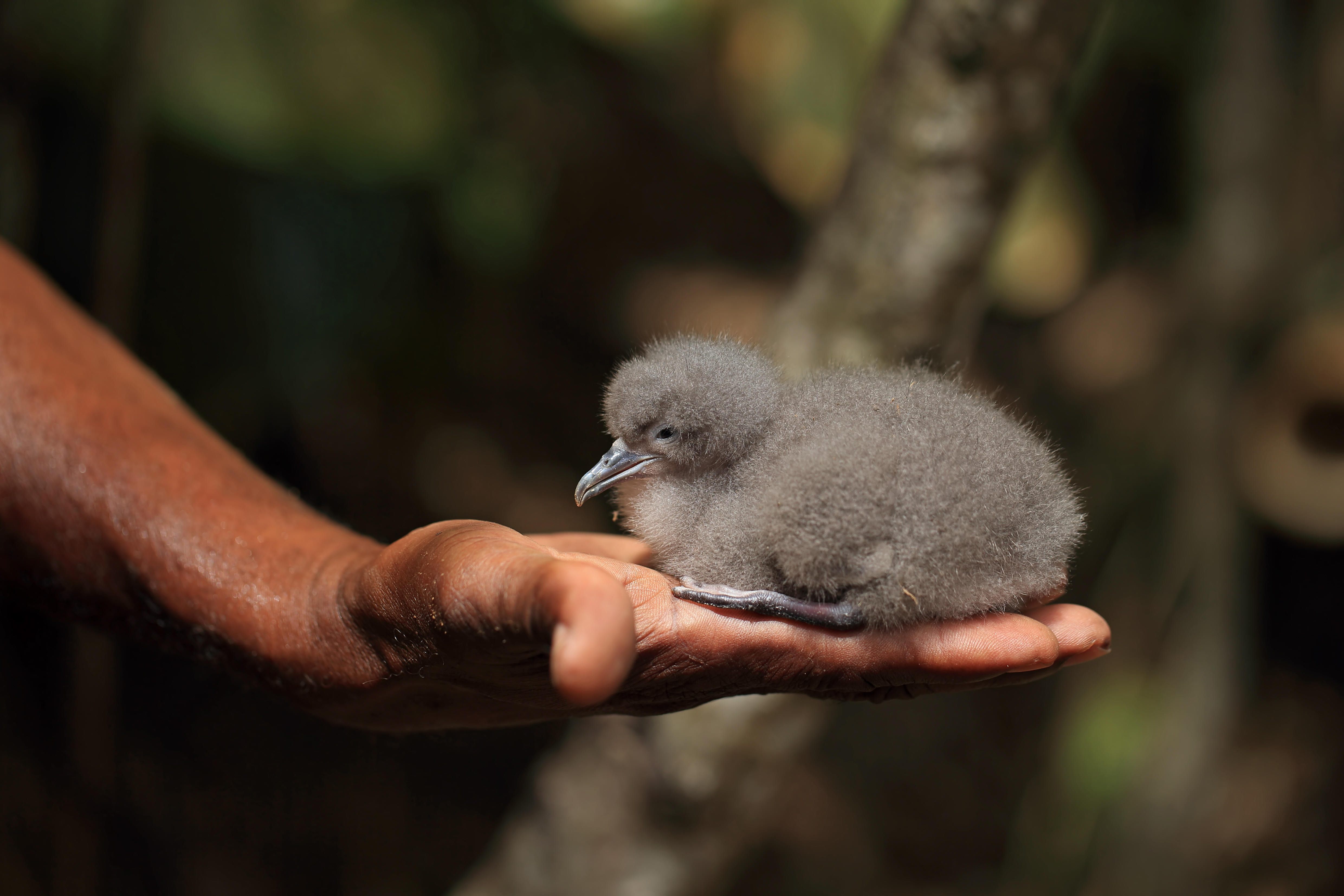 An Audubon's shearwater (<em>Puffinus lherminieri</em>) chick.