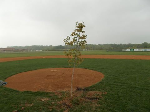 The tree.