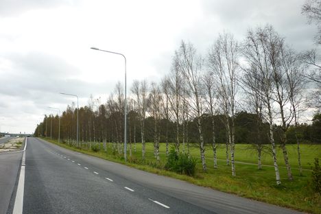 Birch Alley