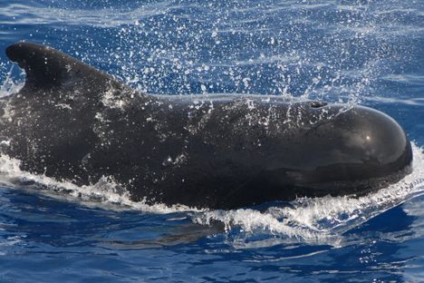 A pilot whale. 