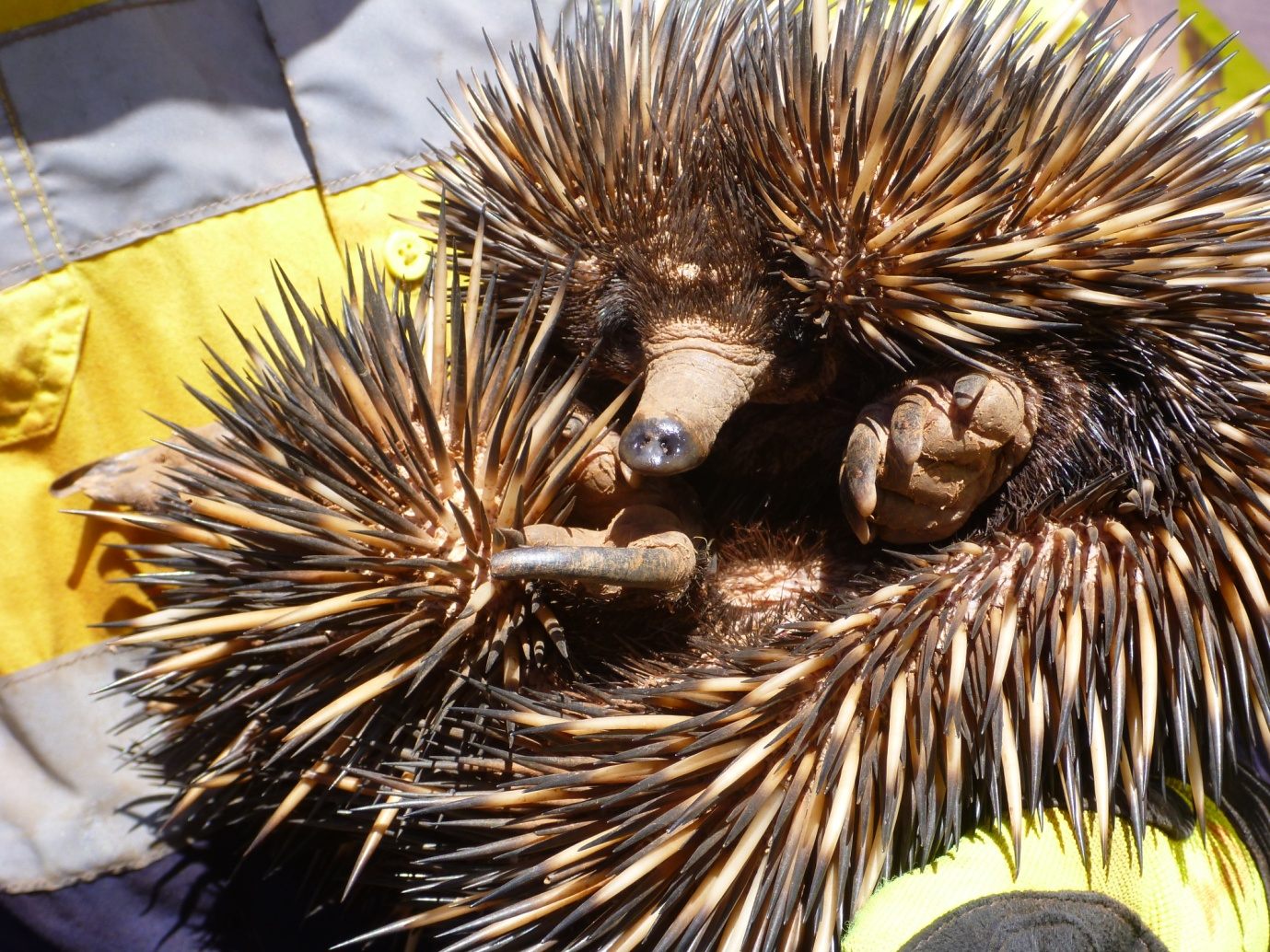 A biologist holds echidnas removed from their burrows.