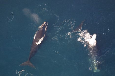 North Atlantic right whales.