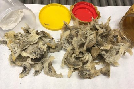 A solid bird's nest bust.