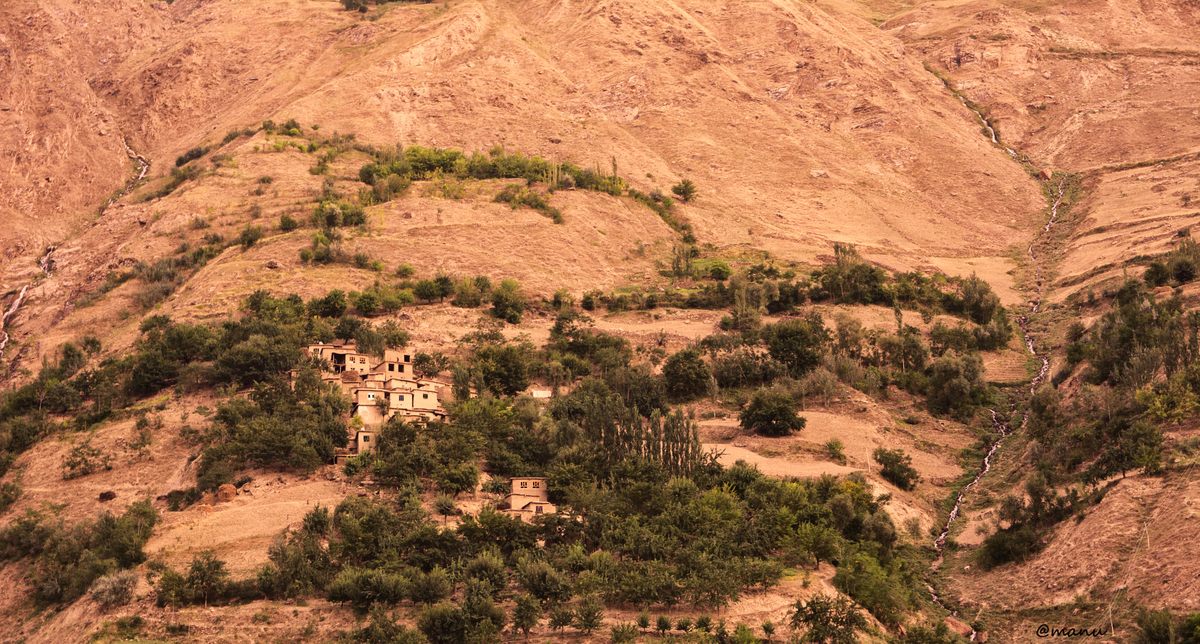Domestication of wild <em>Brassica rapa</em> likely occurred first in the Hindu Kush of Central Asia.