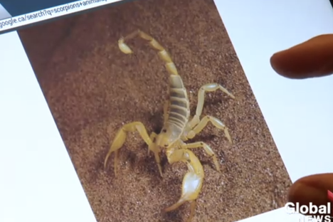 Found: A Scorpion on an Airplane