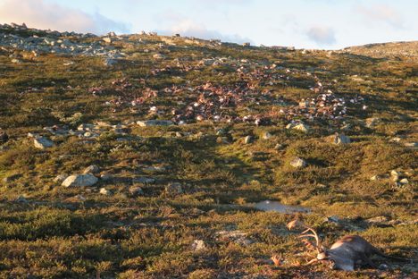 Hundreds of Reindeer Killed by Lightning in Norway