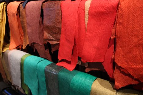 Dyed fish skins in the tannery’s shop.