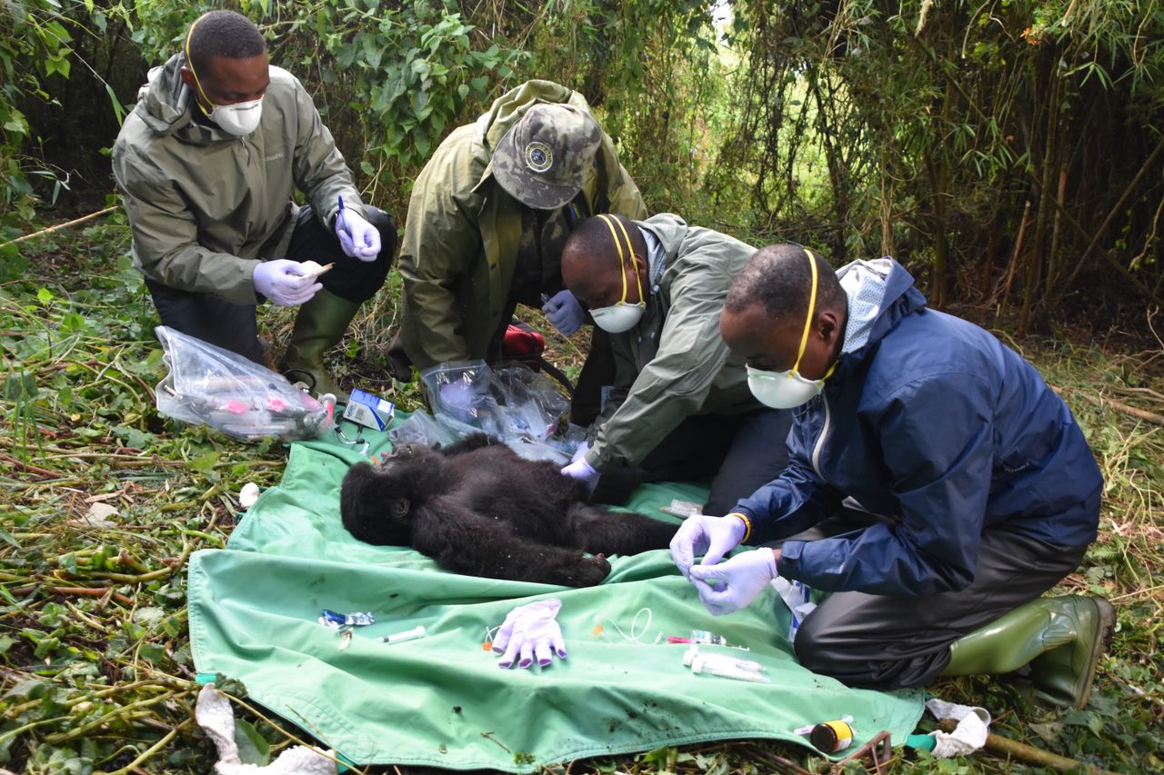 A team from the organization Gorilla Doctors removes a snare from an anesthetized infant mountain gorilla in Rwanda's Volcanoes National Park. 