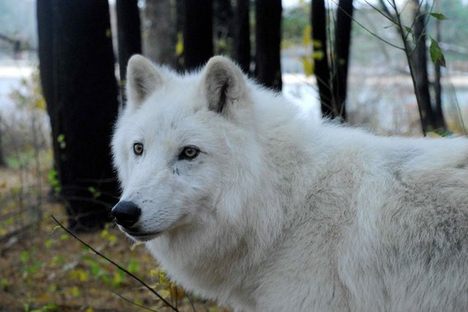 Wolfish Wonders