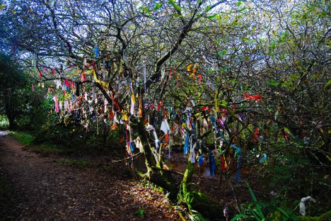 Cloutie tree.