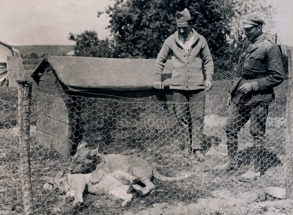 Whiskey and Soda, the lion mascots of the Lafayette Escadrille in their quarters near the Aviation station.