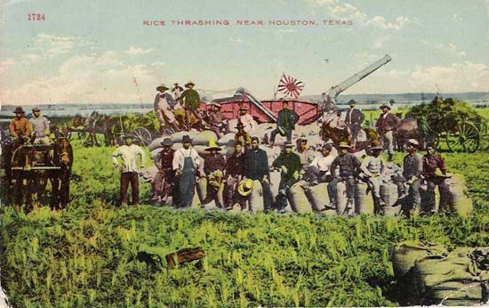 It was hoped that the new arrivals from Japan could change Gulf Coast agriculture.
