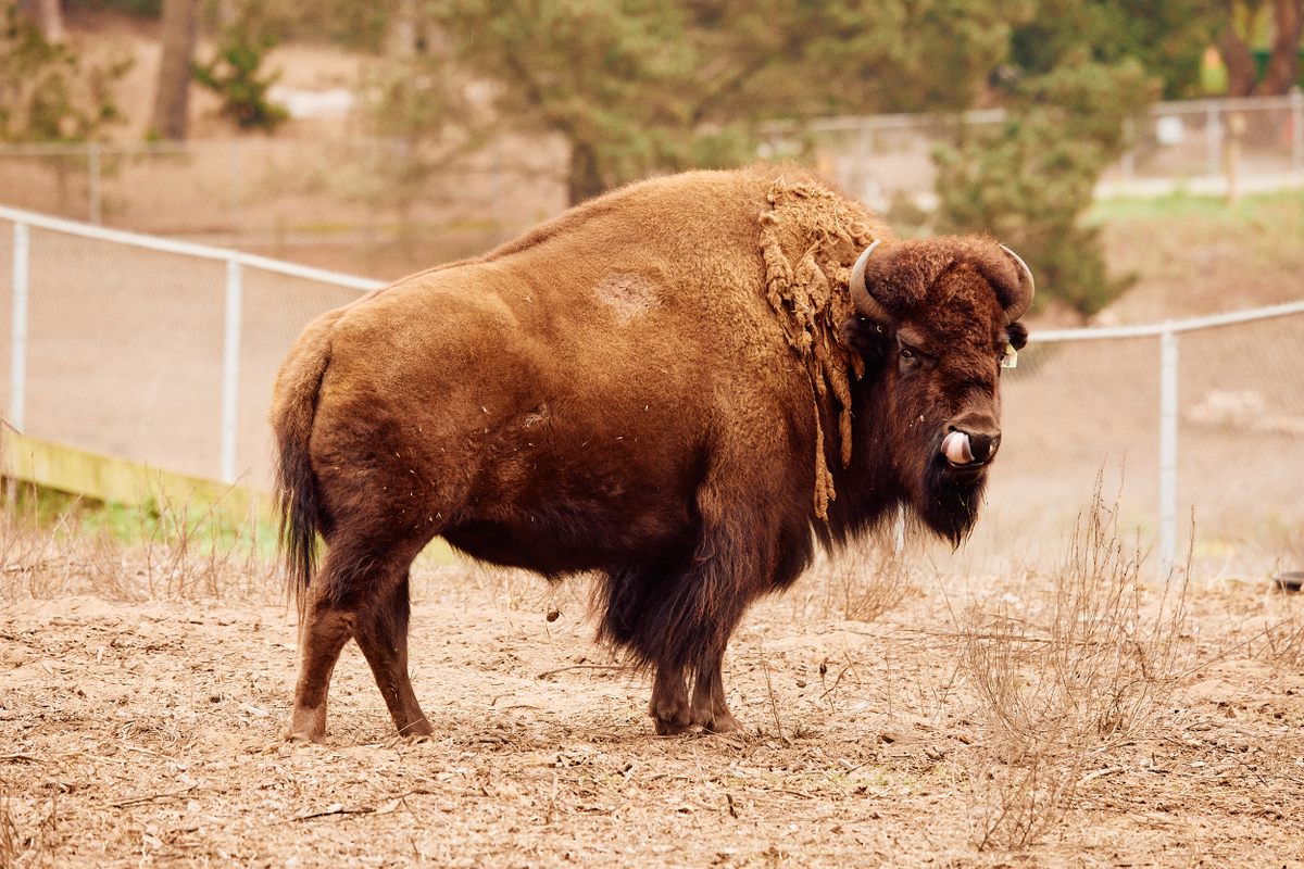Bison use their tongue to grab tufts of grass while eating and to force air into their lungs while running.