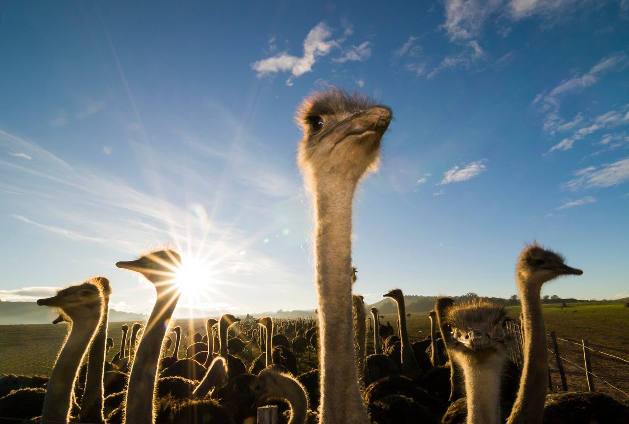Ostriches on a farm in Oudtshoorn, South Africa. 