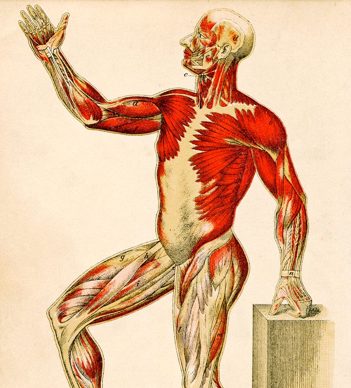 Behold and See 4: Human Anatomy and Health: Samples