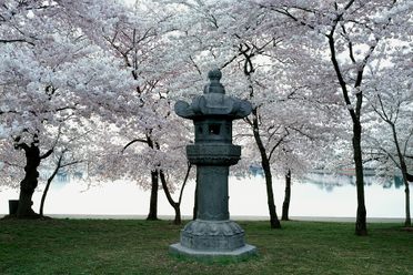 Japanese Lantern at West Potomac Park