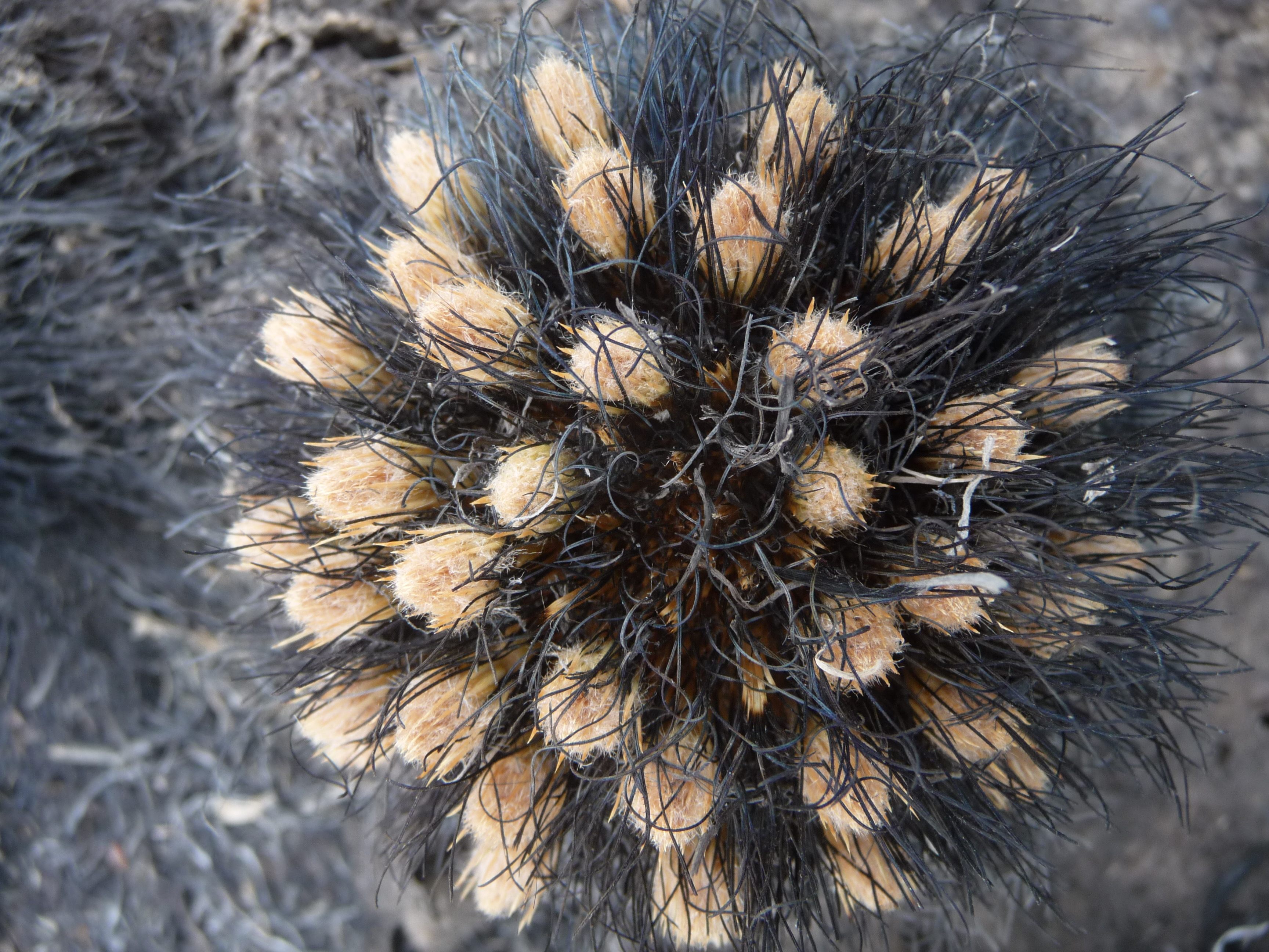 <em>Bulbostylis paradoxa</em>'s flowers, in bloom just days after being burnt.