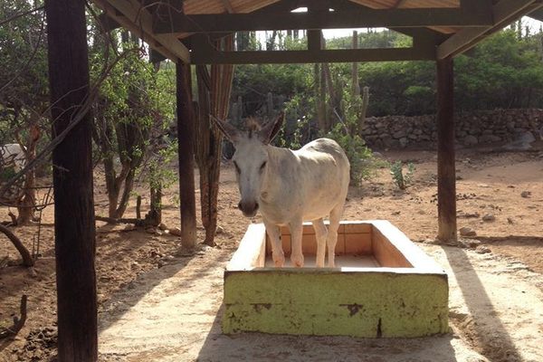 Donkey Sanctuary Aruba