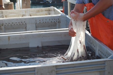 A worker runs high hands through hagfish slime.