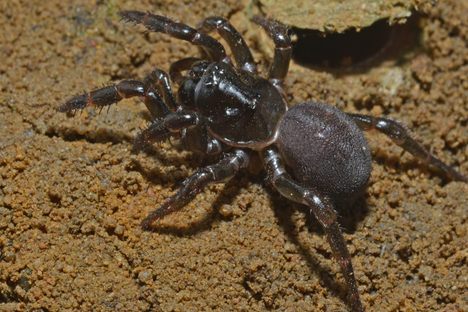 Today, this trapdoor spider is only found on a small island off the southern coast of Australia—but it undertook a long journey to get there.