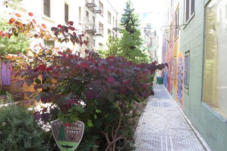Tenderloin National Forest