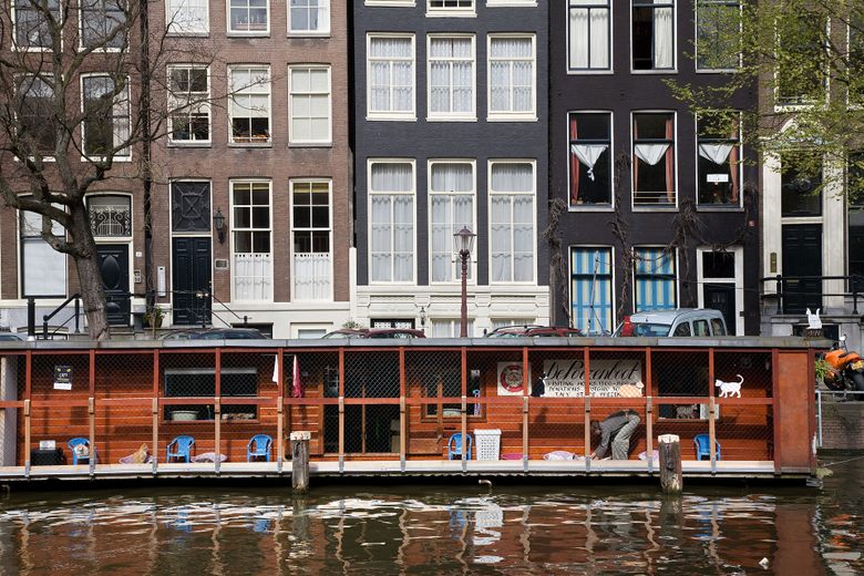 cat boat amsterdam