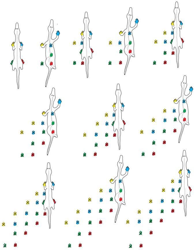 To untangle the path of the reptile-like creature, Rowland made himself a color-coded drawing.