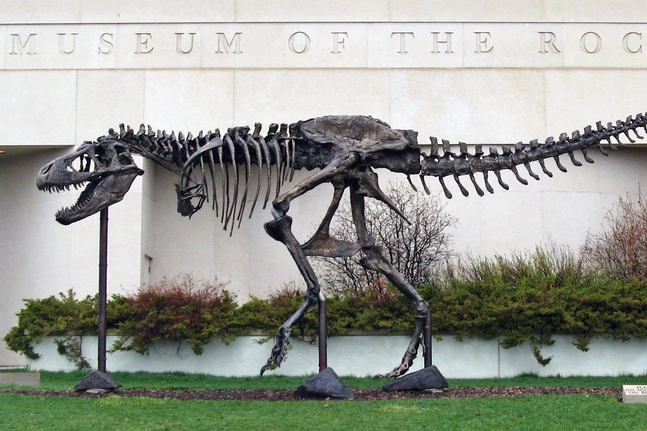 A bronze cast of the Army-owned Wankel's T. Rex, affectionately nicknamed "Big Mike," guards the Museum of the Rockies. 