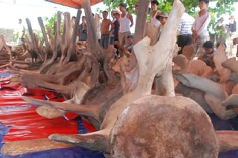 200-year-old skeleton of The King of All Whales
