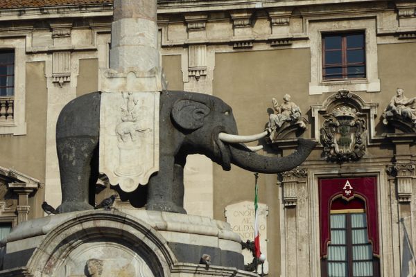 The mysterious elephant.